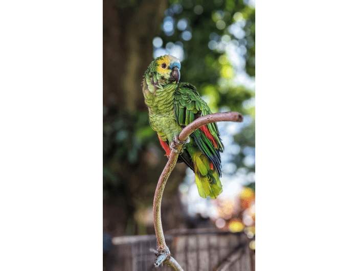 Parrot on a branch. Teaching assistant for ESL classes